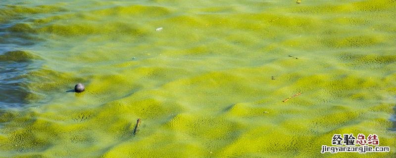 鱼塘绿藻治理最有效的方法,鱼塘绿藻怎么去除