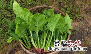 菠菜榨汁的做法 菠菜榨汁的做法大全