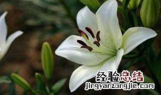 百合适合在室内养吗 百合适合在室内养吗?