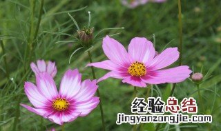 格桑花的花语和寓意 格桑花花语 寓意