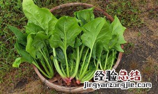 菠菜根能吃吗 菠菜根可以吃吗