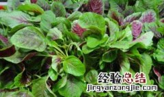 苋菜根可以吃吗 苋菜根可不可以吃