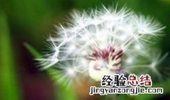 什么样的人不能吃蒲公英 哪些人不能吃蒲公英