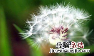 什么样的人不能吃蒲公英 哪些人不能吃蒲公英