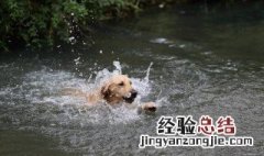 水贼过河甭使狗抛的意思 水贼过河甭使狗抛是什么意思