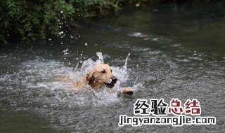 水贼过河甭使狗抛的意思 水贼过河甭使狗抛是什么意思