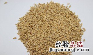 麦芽是什么 麦芽是什么东西