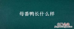 番鸭是公的还是母的 母番鸭长什么样