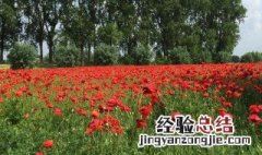 花语为爱情永恒的花 花语永恒的爱情是什么花