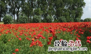 花语为爱情永恒的花 花语永恒的爱情是什么花