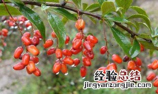 山萸肉的功效与作用 山萸肉有什么作用呢