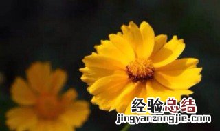 金盏菊的花语是什么 金盏菊的花语是什么