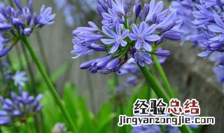 7月 花语 七月的花语是什么