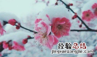 正月的花神是谁 正月的花神是什么