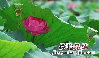荷花香烟的寓意 荷花的寓意