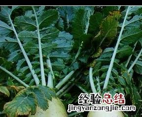 怎样腌白萝卜咸菜 怎样腌白萝卜咸菜又脆又好吃视频