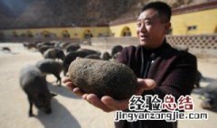 发现猪宝怎么处理 猪宝怎样储藏