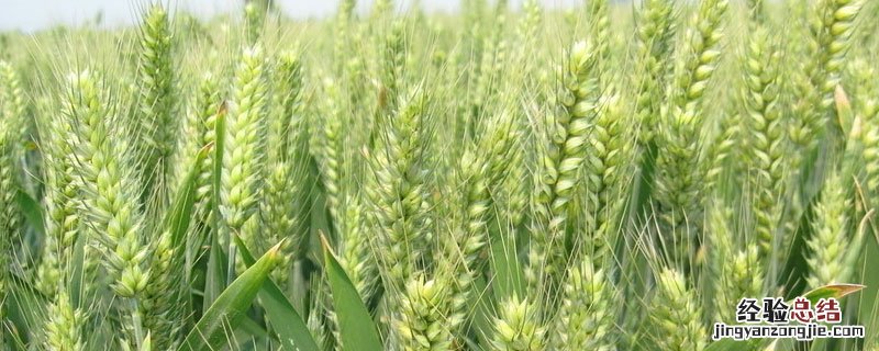 小麦上的红蜘蛛怎么治 如何有效防治小麦红蜘