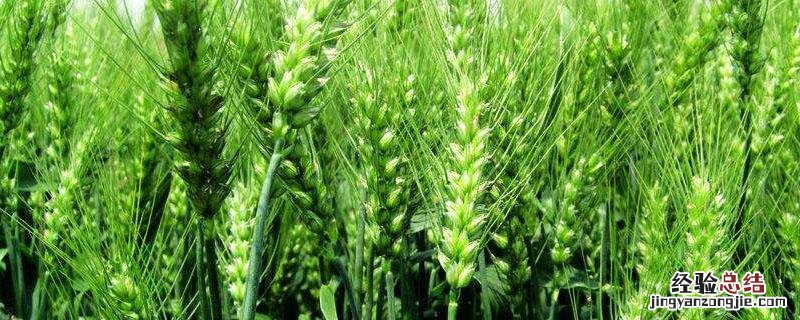 小麦秸秆的利用 秸秆覆盖对春小麦的改善作用