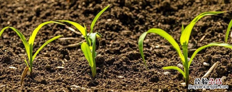 玉米苗为什么烂心 玉米种子烂胚的原因