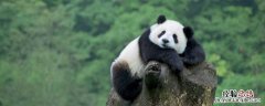 哪里的大熊猫被称为大熊猫新亚种 大熊猫新亚种是哪里的大熊猫