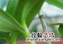 铁皮石斛苗怎么种植 铁皮石斛苗怎么种植方法