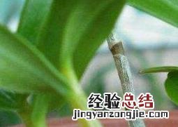 铁皮石斛苗怎么种植 铁皮石斛苗怎么种植方法