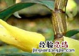铁皮石斛苗怎么种植 铁皮石斛苗怎么种植方法