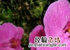 蝴蝶兰怎么养 蝴蝶兰怎么养家庭养法秋天
