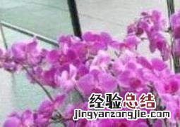 蝴蝶兰怎么养 蝴蝶兰怎么养家庭养法秋天