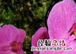 蝴蝶兰怎么养 蝴蝶兰怎么养家庭养法秋天