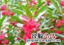 凤仙花怎么养 四季鸟尾凤仙花怎么养