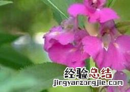 凤仙花怎么养 四季鸟尾凤仙花怎么养