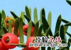 红豆杉的功效与作用及药用价值图片 红豆杉的功效与作用及药用价值