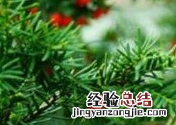 红豆杉的功效与作用及药用价值图片 红豆杉的功效与作用及药用价值