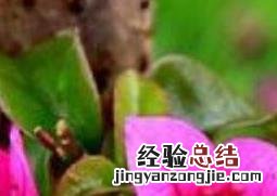 三角梅怎么养 三角梅怎么养粗壮