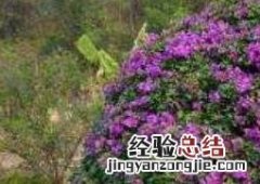 三角梅怎么养 三角梅怎么养粗壮