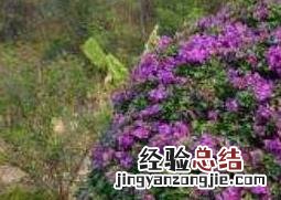 三角梅怎么养 三角梅怎么养粗壮