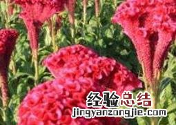 鸡冠花怎么养 鸡冠花怎么养殖方法