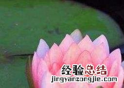 睡莲怎么养 睡莲怎样养才会开花