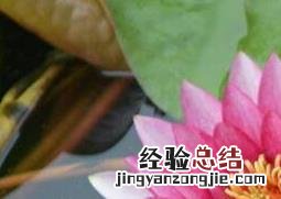 睡莲怎么养 睡莲怎样养才会开花