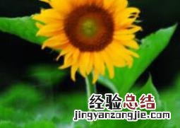 太阳花图片 太阳花图片卡通