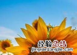 太阳花图片 太阳花图片卡通