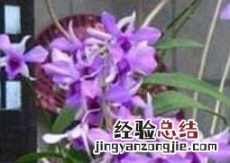 石斛兰的功效与作用是什么 石斛兰的功效与作用