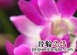 石斛兰的功效与作用是什么 石斛兰的功效与作用