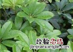 鹅掌木怎么养才会茂盛 鹅掌木怎么养