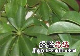 鹅掌木怎么养才会茂盛 鹅掌木怎么养