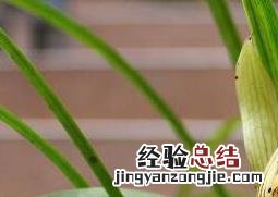 兰花怎么养好 兰花怎么养好活