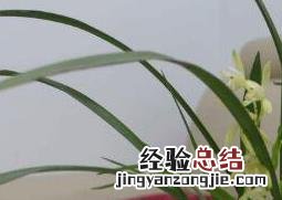 兰花怎么养好 兰花怎么养好活