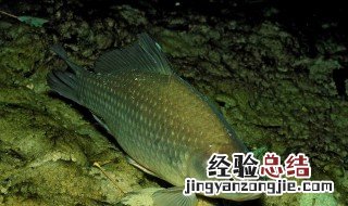 如何选择鱼道 如何选择鱼道鱼缸